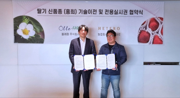 홍성군 딸기 홍희, 중동 진출