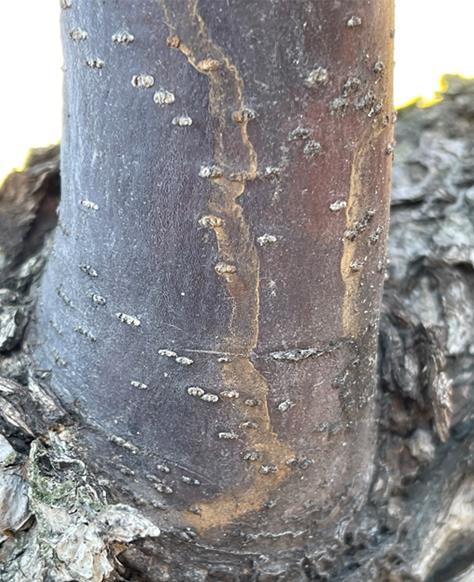 화상병 감염 배 결과지