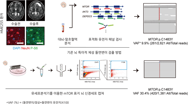 초극소수준 체성돌연변이 검출 방법. 유세포분석기를 통한 mTOR 과활성 뇌신경세포 표지. 기존방법으로 9.9%의 돌연변이 비_