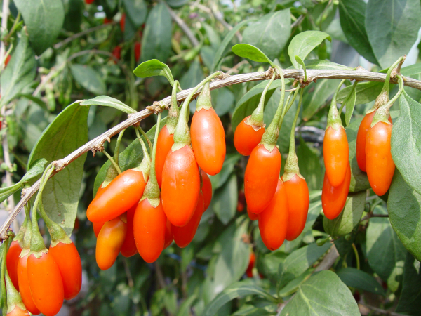 구기자_화수(청양18호) 열매