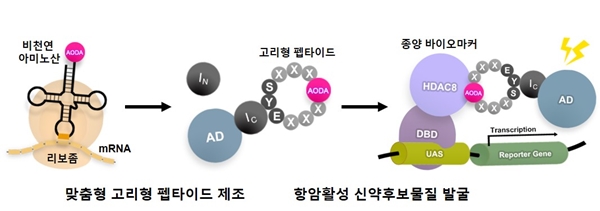 맞춤형 고리형 펩타이드 탐색 플랫폼 모식도
