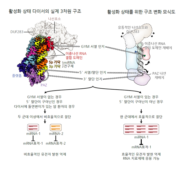 다이서의 활성화 상태 구조와 마이크로RNA 전구체 서열의 중요성