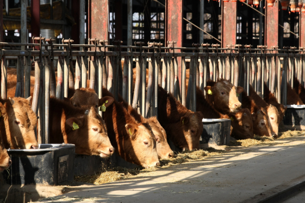 홍성군의 한우농가