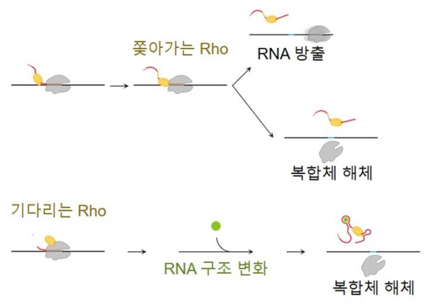 종결인자 Rho에 의한 끝내기 세 갈래의 진행 속도와 조절 양상의 차이