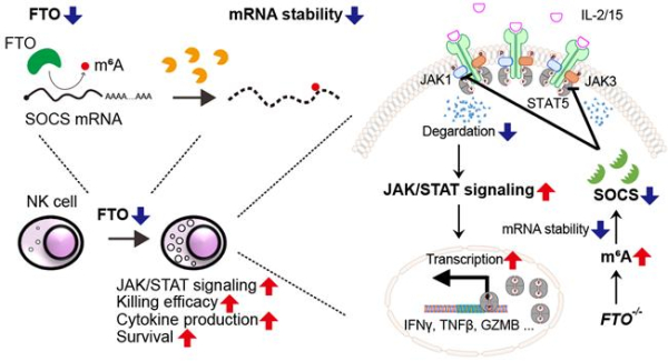 NK세포의 항암 효능을 조절하는 RNA 메틸화 기전 모식도
