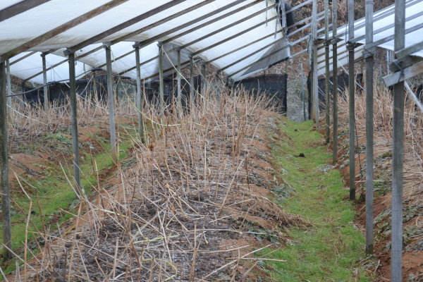 인삼 월동기 고사한 줄기