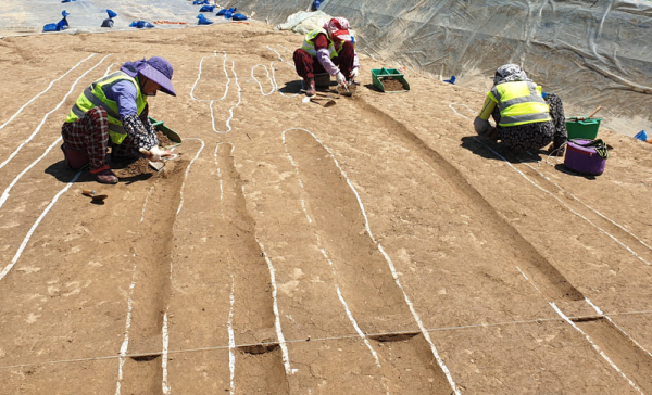 조치원비행장 이전부지 문화재 발굴 조사