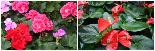(좌) 페라고늄,  (우) 안스리움
