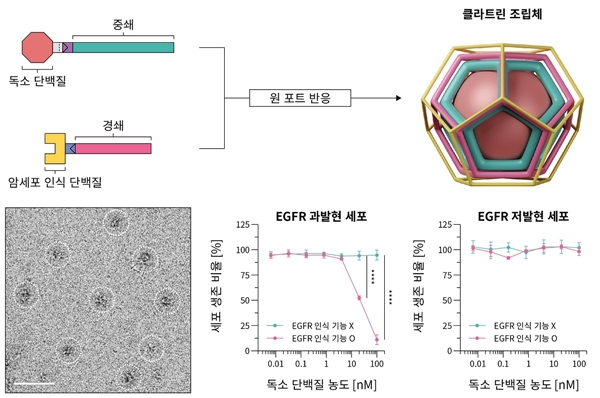 =연구팀이 개발한 클라트린 조립체 모식도