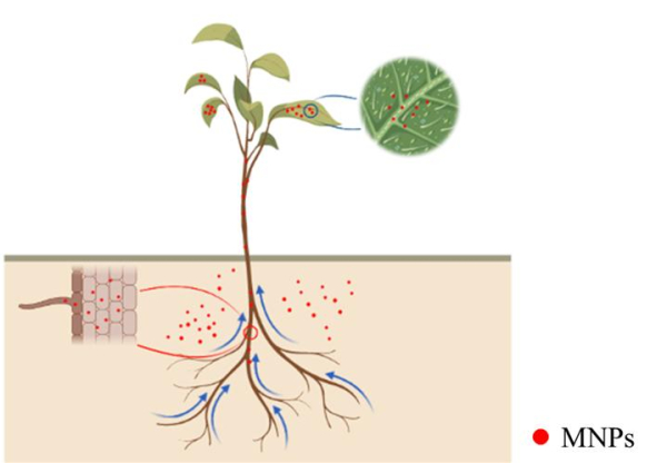 토양에 노출된 금속나노물질의 식물체 내 이동 모식도