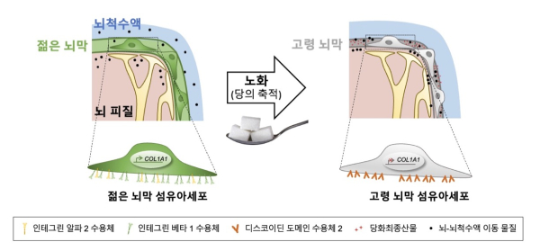 노화로 인한 뇌막 성질 변화 연구에 대한 대표 모식도