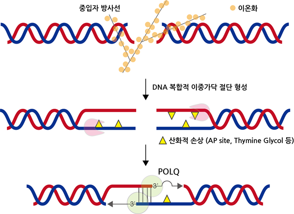 POLQ 단백질의 DNA 복합적 이중가닥 절단 복구 모식도