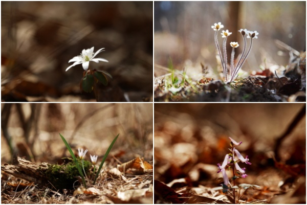 (시계방향부터) 꿩의 바람꽃, 노루귀, 현호색, 산자고
