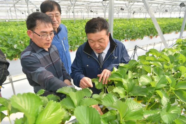 최재구 예산군수 딸기 스마트팜 농가 방문 모습