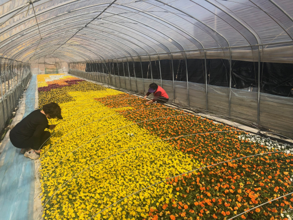 세종시 장군면 오승희 농가의 꽃묘재배모습