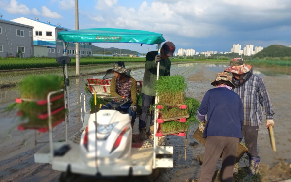 모내기 자료 사진