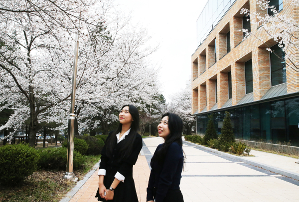 공주대 캠퍼스 벚꽃