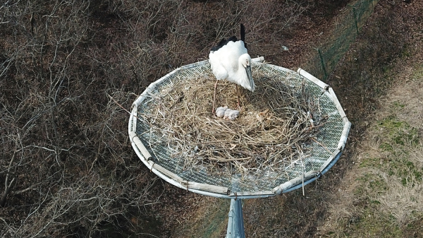 서산버드랜드 내에서 번식에 성공한 황새 모습