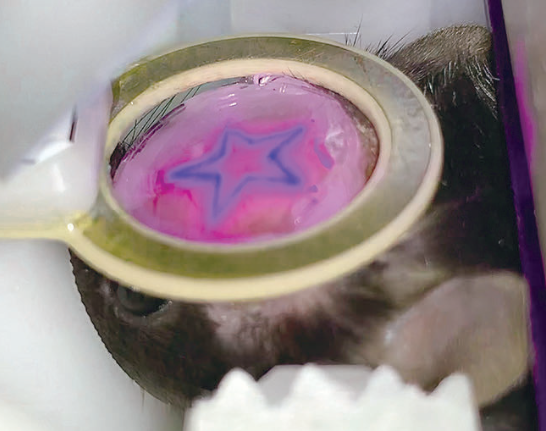 [사진2] 마우스 뇌 표면에 비춰진 별모양 광 자극 패턴