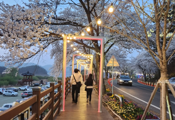 대청호 오동선 벚꽃길에 설치된 경관조명 모습