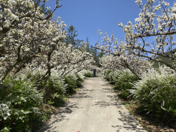 무궁화수목원 꽃터널