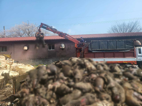 홍성군, 응급 복구중인 양돈 농가