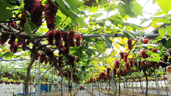 대전 산내농협, 델라웨어 포도