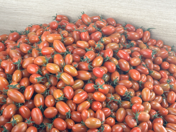 예산군에서 생산한 대추방울토마토