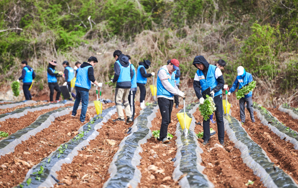 KT&G 임직원들이 잎담배 모종을 이식하고 있는 모습
