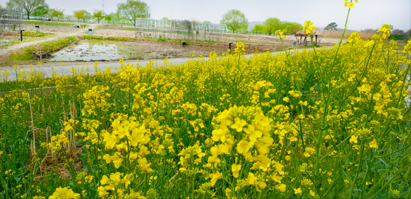 합덕제 유채꽃밭