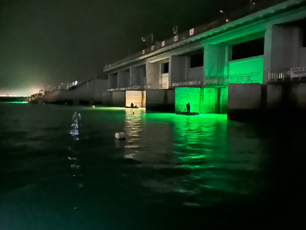 실뱀장어 불법 포획 모습