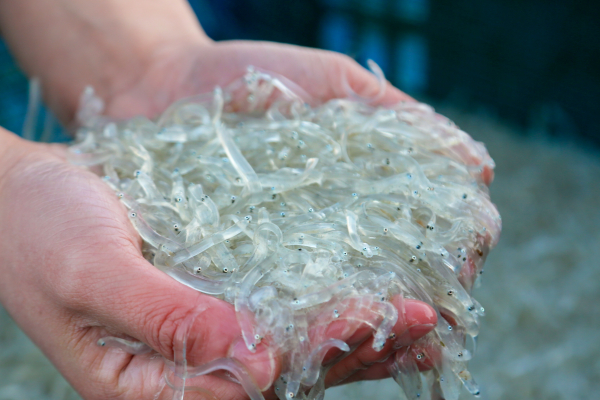 22일, 23일 장고항 실치 마을 수산물 홍보 행사