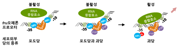 비브리오 콜레라균 과당 수송 단백질 발현 활성화 모식도