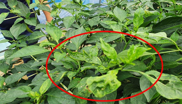 바이러스 진단키트 사진