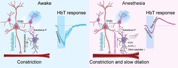 깨어있는 상태와 마취(수면) 상태 PV뉴런 활성에 의한 혈관 반응 기전 모식도