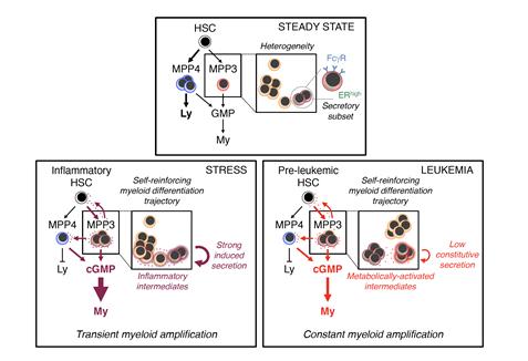 대규모 분석을 통해 제시된 혈액 줄기세포의 분화 모식도