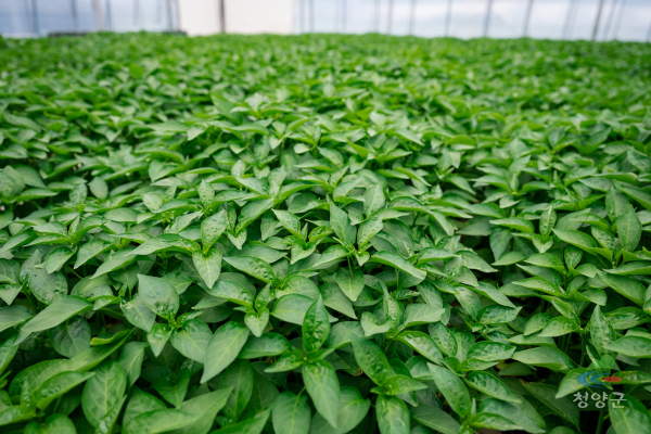 청양 우량고추 모종