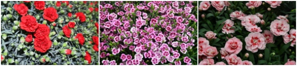 (왼쪽부터) 붉은색 칸타빌레 카네이션, 향카네이션 키세스,  향카네이션 오스카