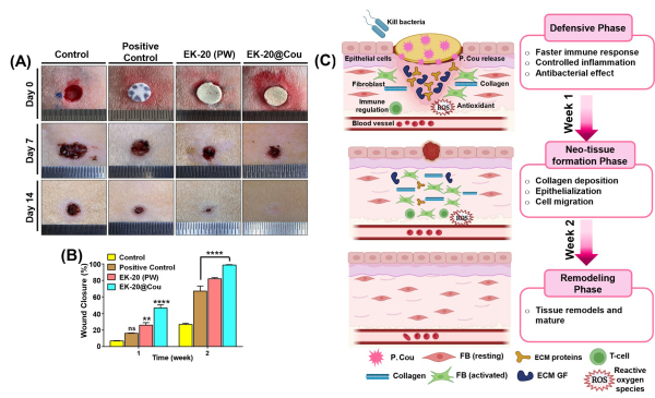제조된 창상 치료제의 치유 능력 평가 결과 / (A) 쥐 창상에 대한 치유과정, (B) 1주, 2주에 대한 표피 재생률 정량분석, (C) p-쿠마린산이 첨가된 창상 치료제의 치유과정에 대한 도식