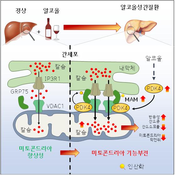 알코올성 간질환에서 PDK4 매개 내막체-미토콘드리아 접촉부위에서의 칼슘 채널링 복합체 형성이 미토콘드리아 기능 장애를 촉진한다.