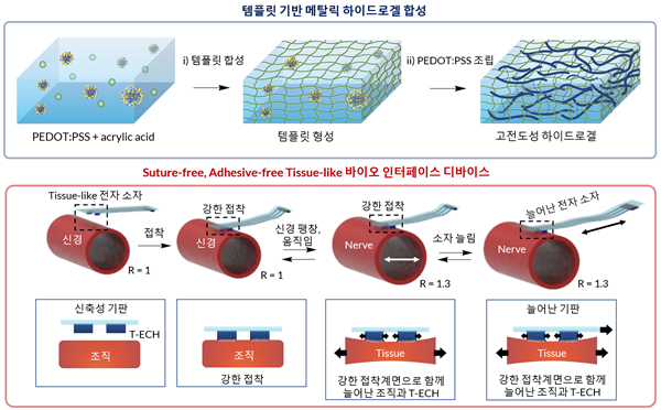 템플릿 기반 하이드로겔 합성법과 접착제 없이 구동 가능한 조직 유사 바이오 인터페이스 디바이스