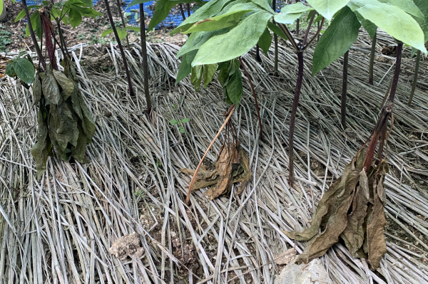 인삼 역병 피해증상