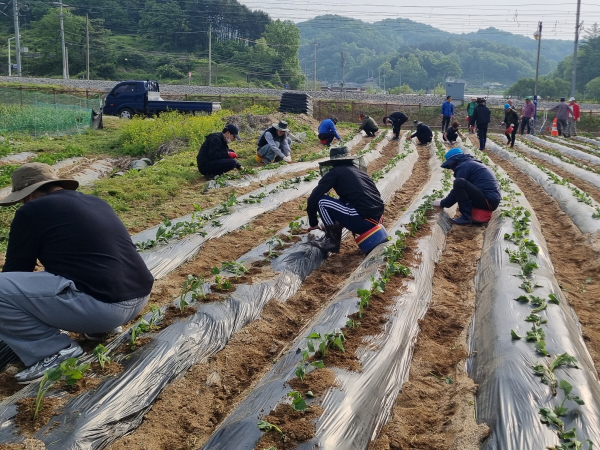 12일 국립하늘숲추모원이 위치한 양평군 양동면 일대의 휴경지에서 추모원 직원과 양동면 지역사회보장협의체 주민이 함께 고구마를 심고 있다.