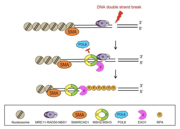 새롭게 발견된 DNA 이중나선 절단 복구 방법