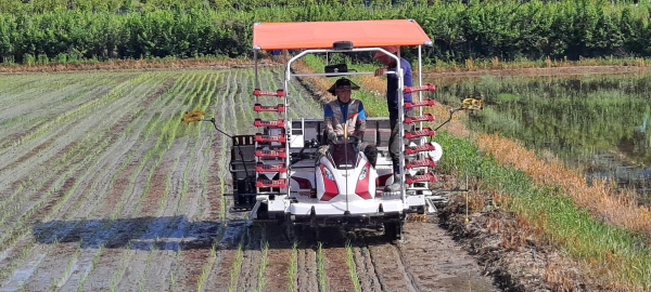 밀묘 소식재배 전용 이앙기