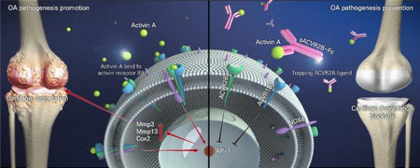sACVR2B-Fc에 의한 퇴행성관절염 억제 기전