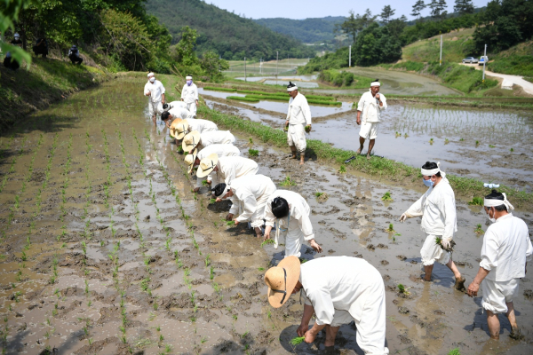 전통방식 모내기 모습