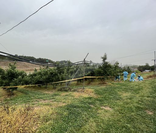 과수화상병 발생 현장