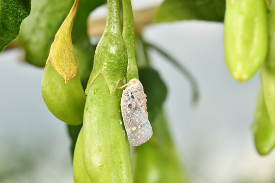 구기자 미국선녀벌레 성충