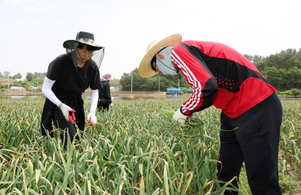 지난 5월 22일 이원면 포지리의 한 마늘농가에서 봉사활동 중인 태안군 공직자들.